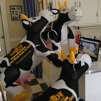 Three inflatable cows looking at a computer screen.